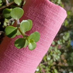 Linan Slub Cotton Fabric